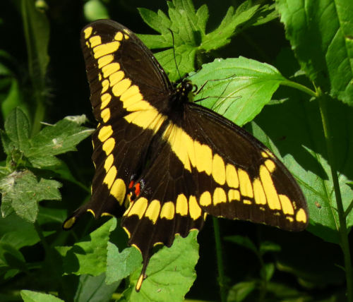 The Giant Swallowtail I’m posting a correction which @celestialphotography graciously poi