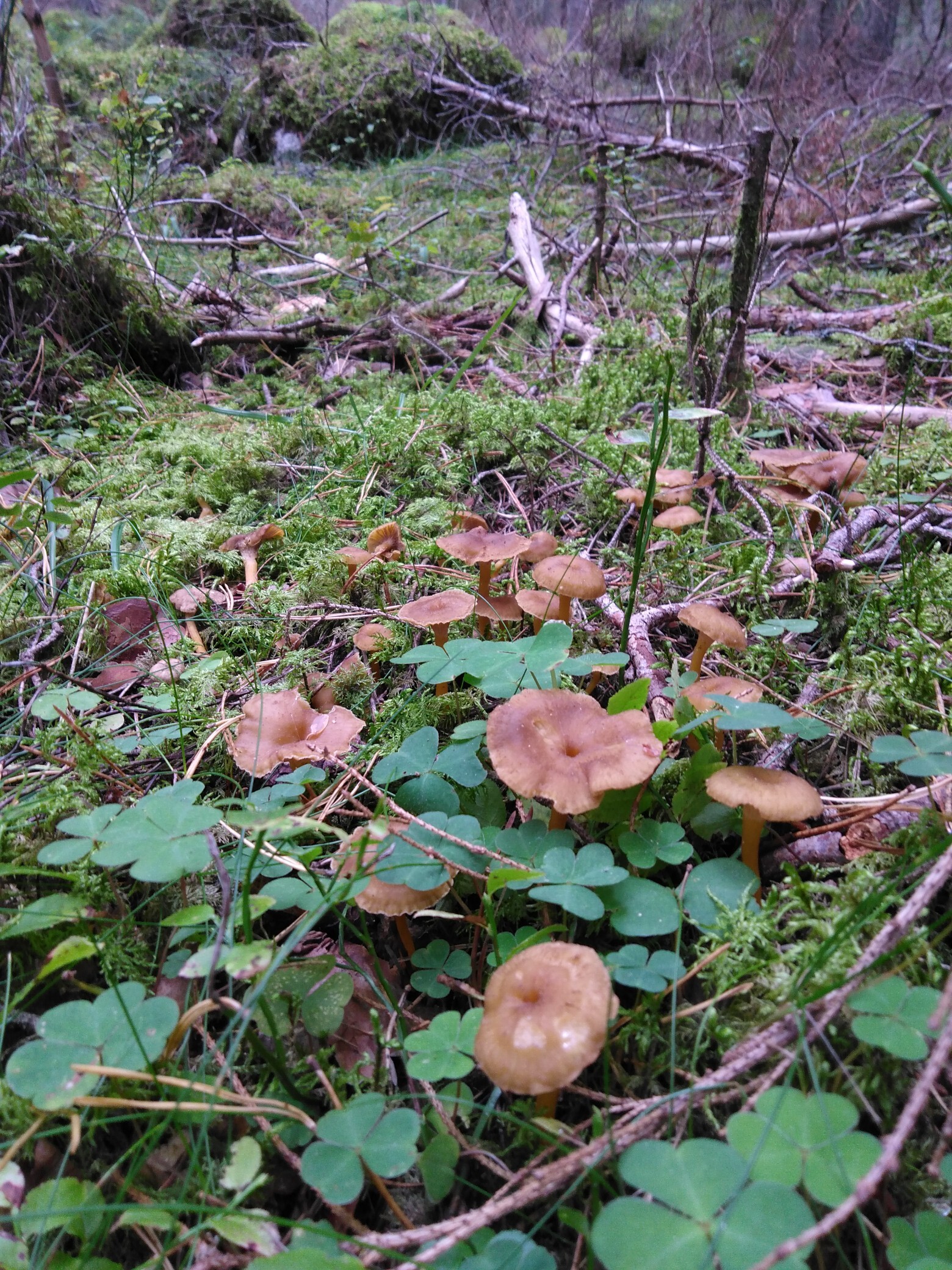 Nothing like a rosy cheek walk in the forest.