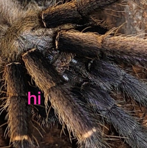 tarantula