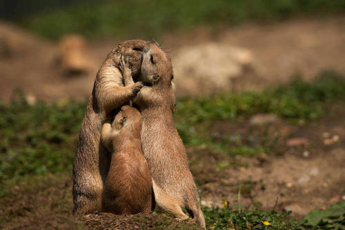 dierosenrot: beben-eleben:  Photos Of Animals And Their Parents That Will Melt Your Heart  Lesbian lionesses. 