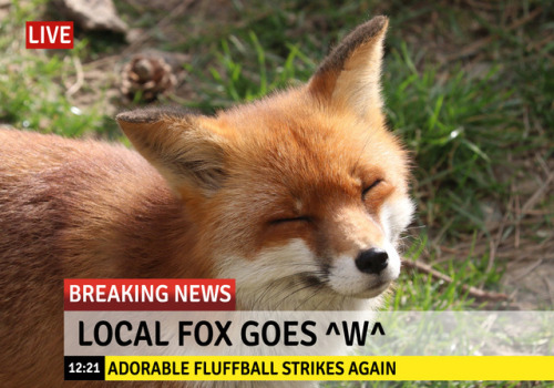 Porn photo everythingfox: The only news that really