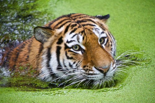 funkysafari:Tiger swimming by Mamboman1