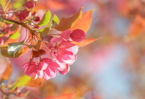 te5seract: Ornamental Crabapple, Ornamental Crab Apple &amp; More Blossom by Paula W