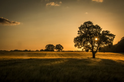 addictedtophoto:   	Sunset in Chaldon, Surrey