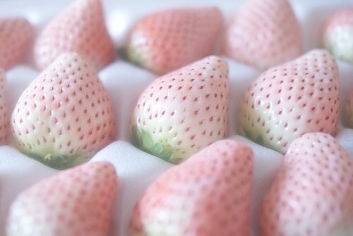 moodypastelperson:  FRUIT 