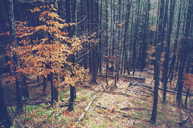oix: untitled by dearclaudia on Flickr. 
