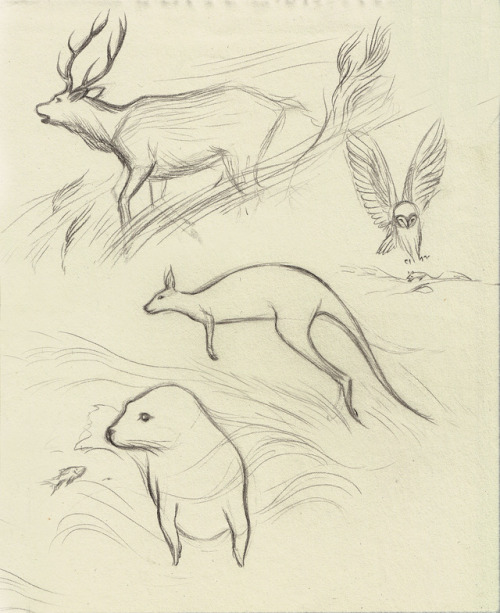 Spent the day at the National Museum, sketching animals and hunting for inspiration for a new projec