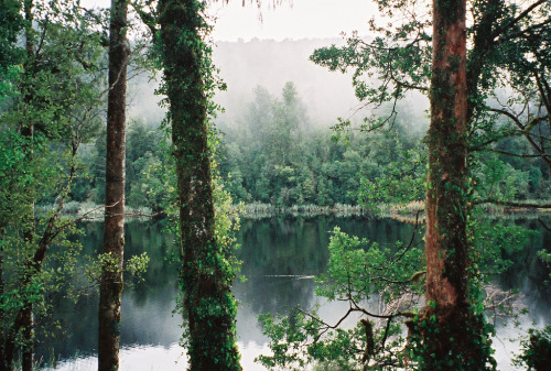 ingelnook:   Misty Lakeside Track by Anthony Auston Via Flickr: Lake Matheson, New Zealand, July 200