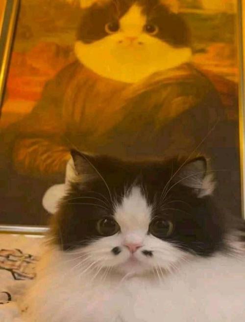 Supermodelcats:meow_Irl