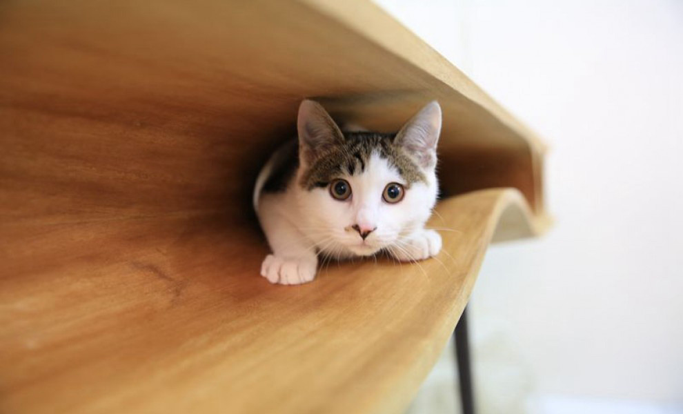 fastcompany:  Finally, a solution to one of the working world’s cutest problems