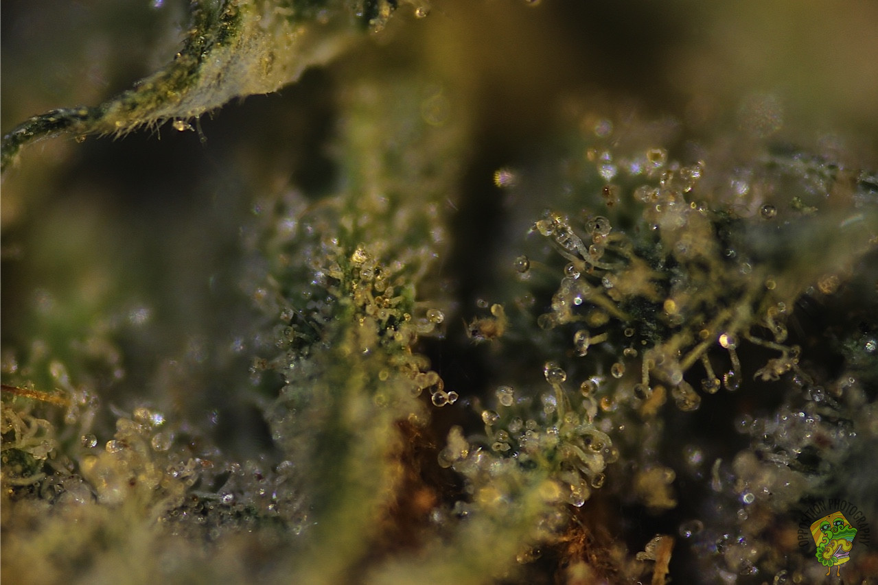 iamoppo:  Unknown Strain 