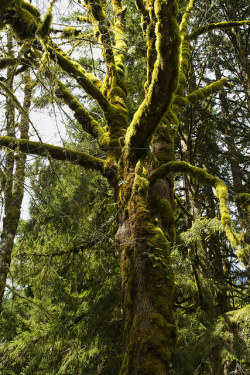 outdoormagic:  Magnificent moss covered trees at the Silver Falls State Park by Anna Calvert Photography on Flickr.