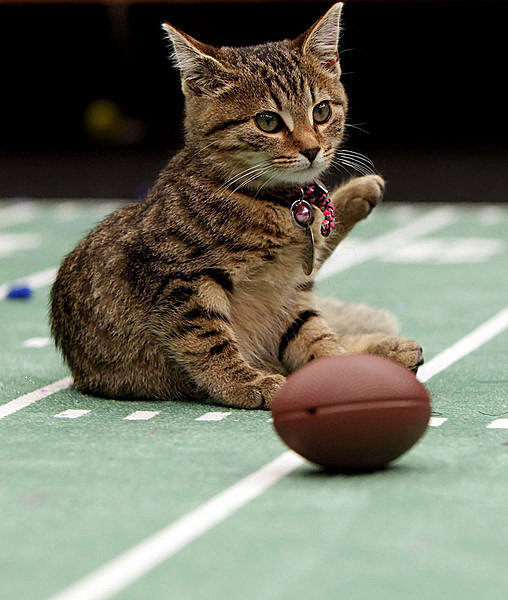 phototoartguy:  Meow: It’s the inaugural Kitten Bowl Marc Lemoine / Crown Media