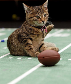 thefrogman:  phototoartguy:  Meow: It’s the inaugural Kitten Bowl Marc Lemoine / Crown Media and Monique Toro / Crown Media  A sportsball event I can get behind. 