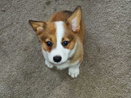 corgi-addict:Nugget McTatertot / via