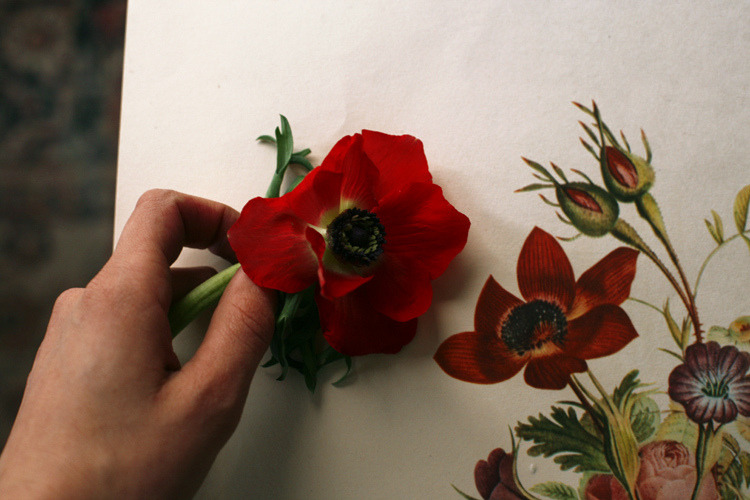 ingelnook:   	Untitled by Amy Merrick    