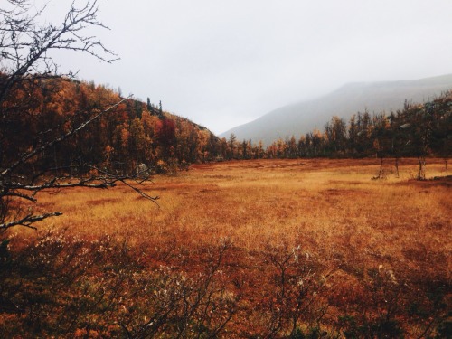 thereflectingthicket - Millennium Journey