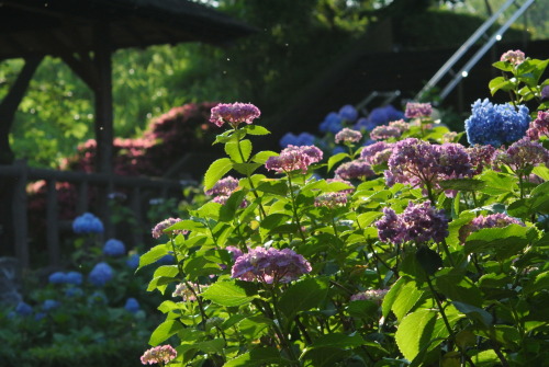 06.04.2013 多摩川台公園 あじさい園