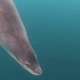 seatrench:Leopard Seal(source)
