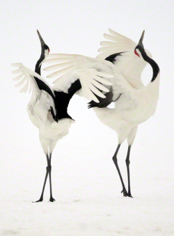 moorbay:  Red-Crowned Cranes, also called