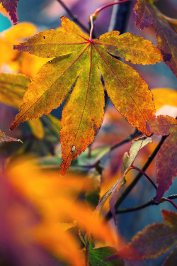 10bullets:  Autumn leaves (by the mr gnu) 