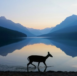 americasgreatoutdoors:  A beautiful photo of first light at Glacier National Park in Montana. Of the image, photographer Kevin LeFevre says: “While shooting the sunrise at Bowman Lake, we were graced with this meandering doe. I scrambled to change my