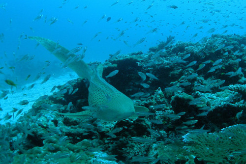 Leopard Shark / Stegostoma varium / Stegostoma fasciatum / 虎斑鮫(トラフザメ) by TANAKA Juuyoh (田中十洋) on Fli