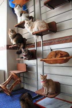 gokuma:  wigglytuffitout:  do not be upset friends!!! look at these well-organized cats instead  categories 