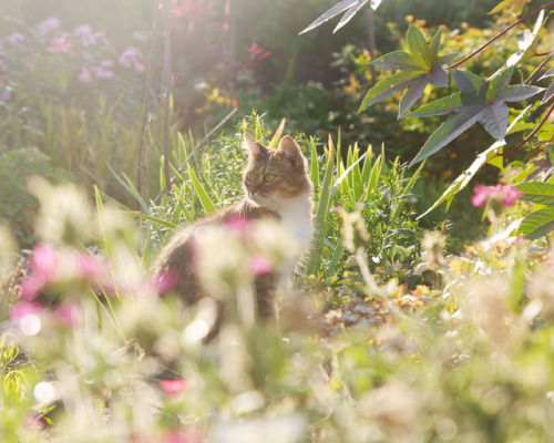 swarmisazergling: enotstvo:В лучах сентябрьского заката “In the rays of September sunset&rdquo