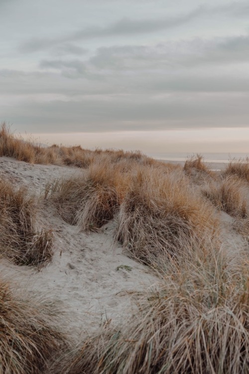 withoutroots:01 january // manzanita