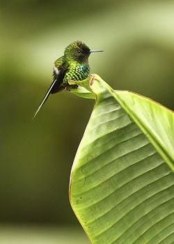 sixpenceee:  The smallest hummingbird, Bee