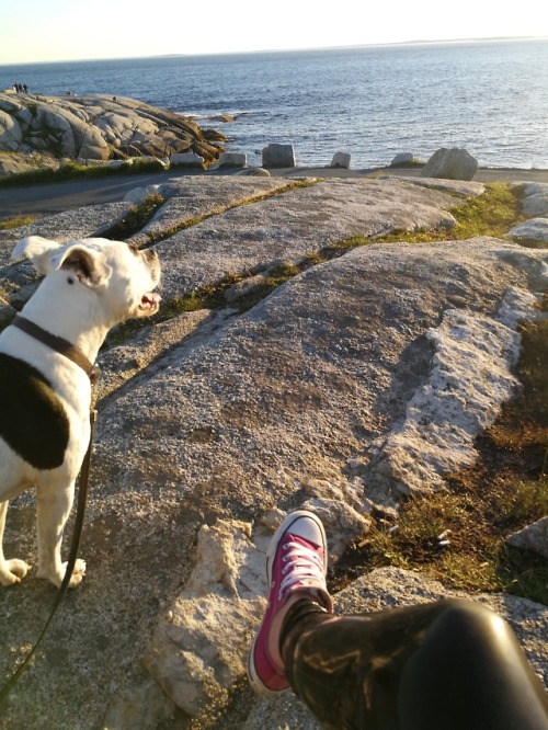 halifaxlatexcumslut: Watching the sun go down #latexleggings #chucks #pitbull #latex