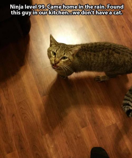 catsbeaversandducks:This Is Not My CatVia Pleated-Jeans.com