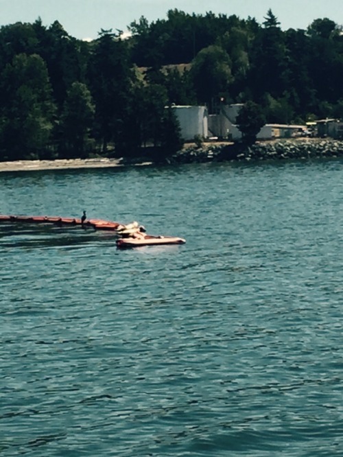 Lol the seals like to hang out on our boom , little fuckers