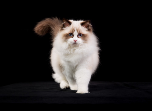 Fonte GreenGato.com bigstock-Purebred-Ragdoll-Cat-91736378Posted tinamotta.tumblr.com