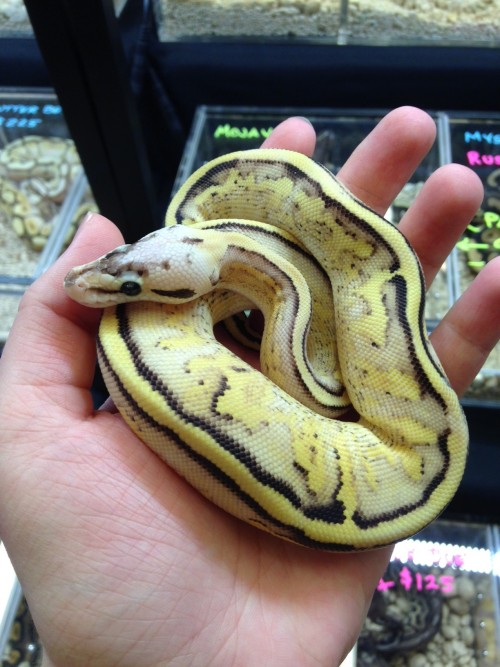bookerdewittless:i went to the reptile expo this month & I FOUND THE PASTEL SUPER STRIPE BAB AGA