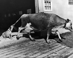 H. William Tetlow - Gigi the dog catches a free ride from one of the cows at milking time, on Tang Hameson&rsquo;s farm at High Falls, New York, 1968.