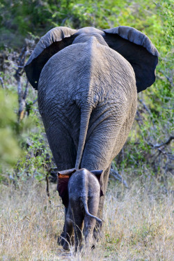 wildeles:  Elephant bums! I love elephant bums! So cute!