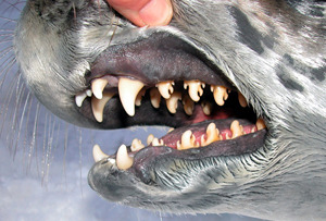 finofilipino:  Así son los dientes de la foca cangrejera.Y no, a pesar de lo que