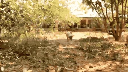 gifsboom: Dog unable to walk gets physical therapy . [video]