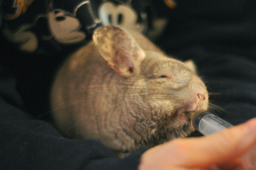 dailychinchilla:  (via)