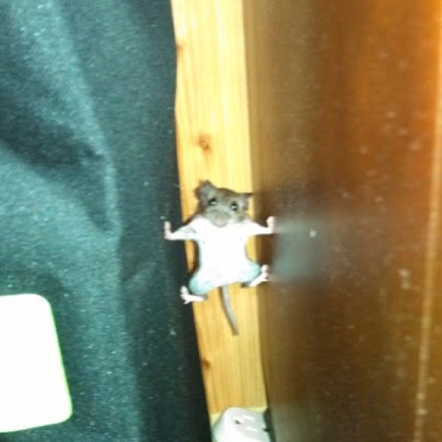 9gag:  Mission impossible mouse. #9gag  porn pictures