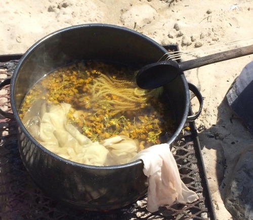 knithag:Natural dye with tansey ragwort on the Oregon coast 