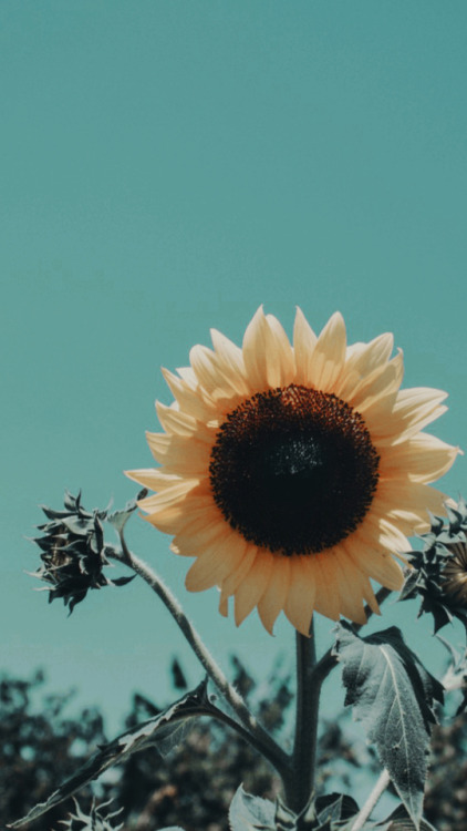 #sunflower-wallpaper on Tumblr