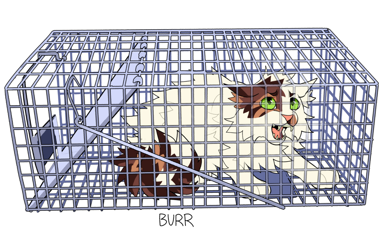 Warrior Cats - Burr is from the warriors adventure game. I