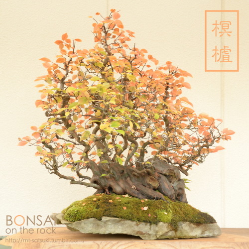 榠樝（カリン）の石付盆栽KARIN, Chinese quince bonsai on a rock2017.11.25 撮影bonsai on the rock| Creema | BASE | Z