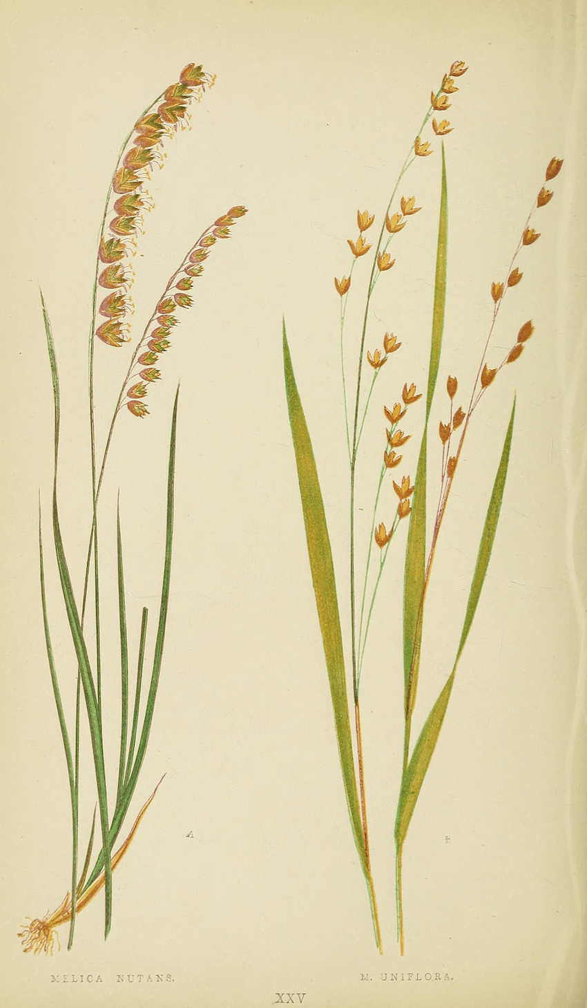 Plate XXV. Melica nutans & Melica uniflora. A natural history of British grasses. 1862.