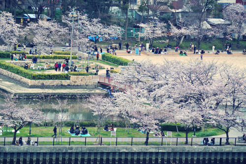 dreams-of-japan: 毛馬桜之宮公園 by m-louis on Flickr.