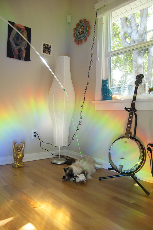 space-grunge:Frankie playing in the rainbows.Follow Frankie on Instagram, @frankiepuss!