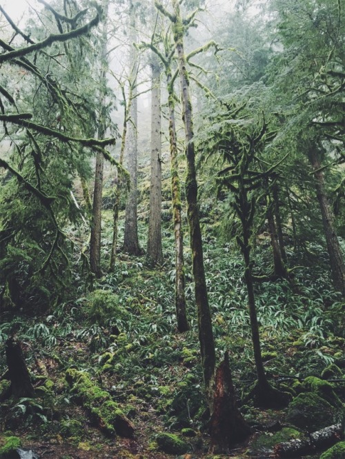 justapplyyourself:Horsetail Creek Trail. Corbett, Oregon.